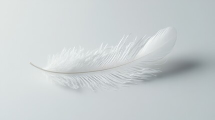 Obraz premium Single White Feather on a Grey Background, Minimalist , Nature