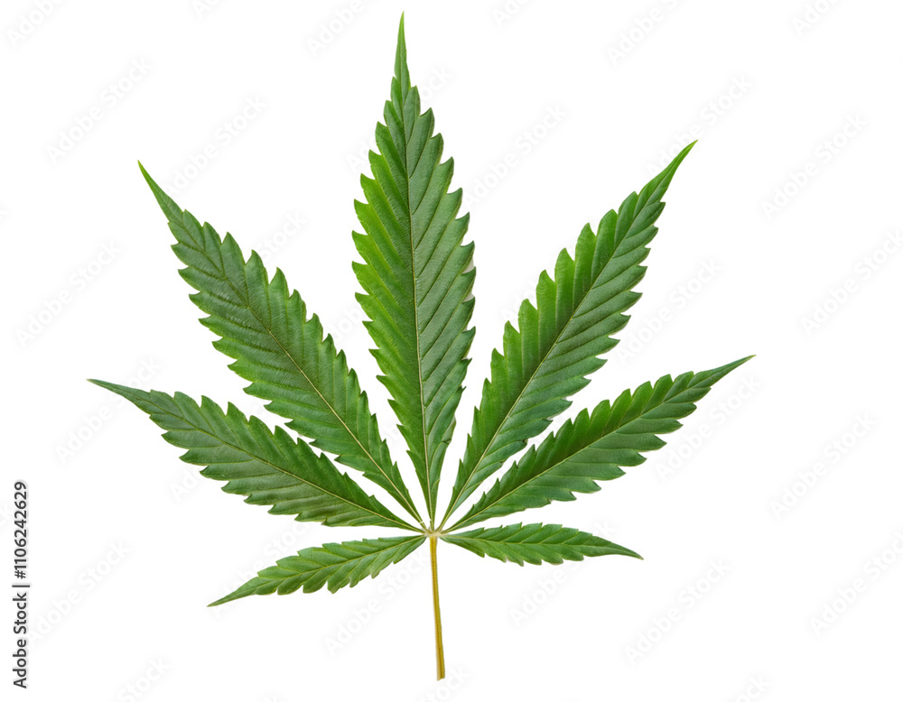 Poster close up of a cannabis leaf showing its intricate seven pointed structure, isolated on a transparent