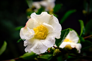 White Camelia