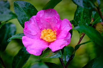 Pink Camelia