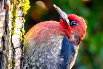 Red Breasted Sapsucker