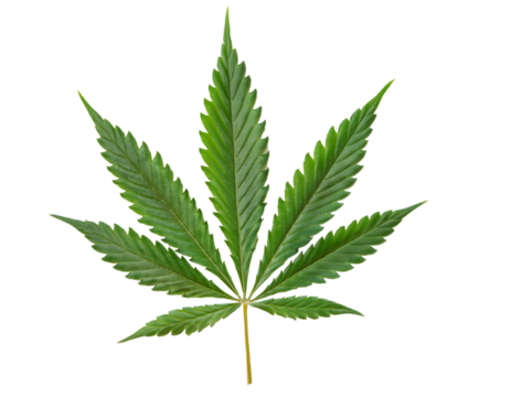 Close up of a cannabis leaf showing its intricate seven pointed structure, isolated on a transparent background