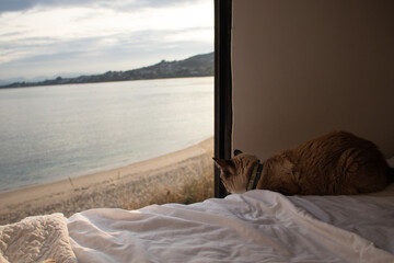Gato descansando en la cama de una furgoneta camper, disfrutando de la tranquilidad y los últimos...