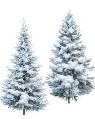 Obraz premium Christmas Trees with Snow on transparent background