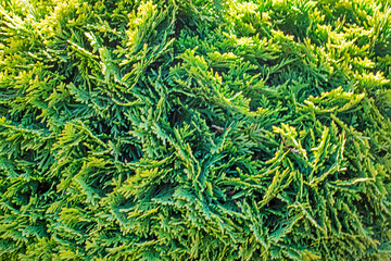 background decorative coniferous plants in the nursery. Landscape design of the house and outside