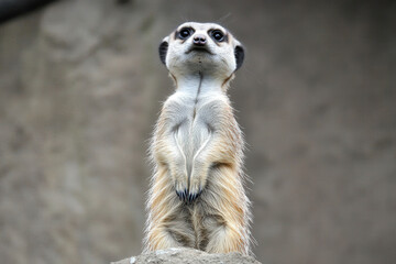 Meerkat Standing on a Rock in the Sunset