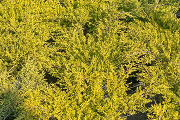 background of decorative conifers in the nursery. Fir. Landscape design of the house and outside