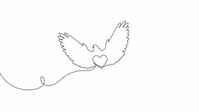 Video. Flying pigeon with heart. Valentine Day one line drawing animation. Animation on white background. 4K.
