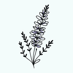 Hand drawn lavender branch. Vector illustration in doodle style. flowers isolated on white, branch of lavender, flowers vector illustration of exotic flower, black and white flower
