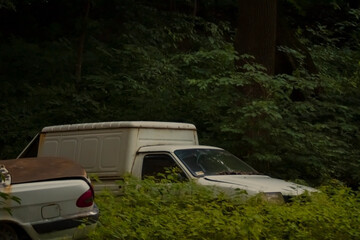 a scene of overgrown vegetation in a wooded area. A white pickup truck is partially obscured by...