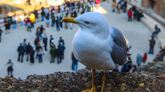 Ave pousada no parapeito do Coliseu de Roma, oferecendo uma vista &uacute;nica do famoso monumento hist&oacute;rico. A imagem captura o contraste entre a natureza e a grandiosidade da Roma Antiga
