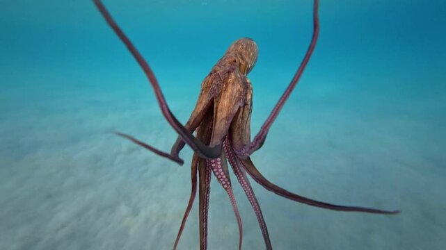 Underwater slow motion video of octopus swimming in tropical exotic turquoise waters and sandy sea bed