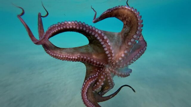Underwater slow motion video of octopus swimming in tropical exotic turquoise waters and sandy sea bed