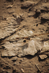 a close-up view of a dry, earthy ground covered with fallen leaves and dirt. In the center, there is a slender insect, likely a dragonfly, resting on a large, dried leaf