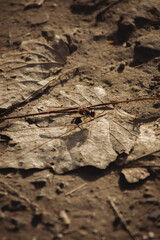a close-up view of a dry, earthy ground covered with fallen leaves and dirt. In the center, there is a slender insect, likely a dragonfly, resting on a large, dried leaf