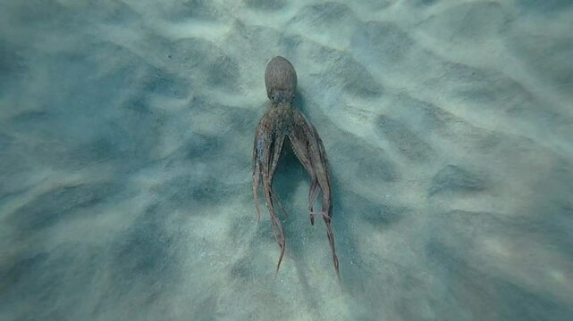 Underwater slow motion video of octopus swimming in tropical exotic turquoise waters and sandy sea bed