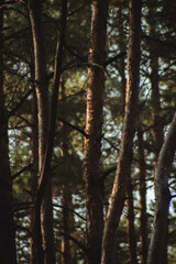 a serene forest scene with tall, slender trees that rise prominently in the frame. The trunks are dark and textured, showcasing their rough bark.
