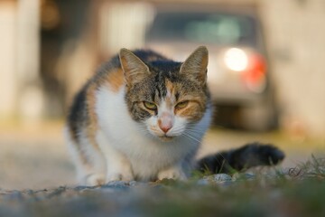 Closeup portrait of a colorful european cat. 