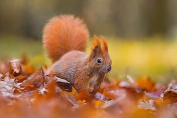 A cute european red squirrel walks in autumn leaves. Sciurus vulgaris