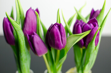 Violet tulips in glass bottle vase on a black table, white wall