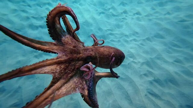 Underwater slow motion video of octopus swimming in tropical exotic turquoise waters and sandy sea bed
