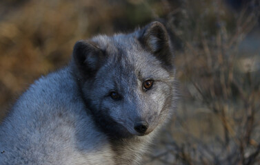 face of arctic fox in nature