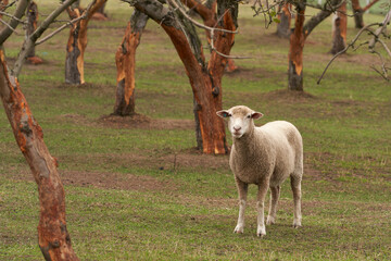 A sheep in an apple orchard with the bark of the trees nibbled off.