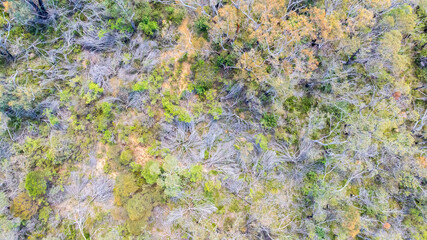 Drone aerial photograph looking down on the tops of trees and bushes in the Blue Mountains in New South Wales, Australia.