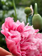 drops of water on a pink poppy flower
