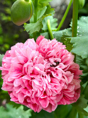 blooming pink poppy in the yard