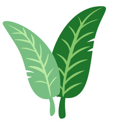 Tropical green leaves isolated on white background