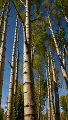 Fototapeta premium Images of poplar trees.