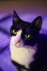 Elegant Tuxedo Cat in Soft Lighting A captivating close-up of a black and white tuxedo cat with mesmerizing green eyes, bathed in soft, dreamy lighting. This expressive portrait captures the feline&rsquo;s 