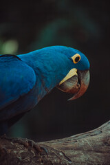 blue and yellow macaw