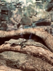 lizard on a tree