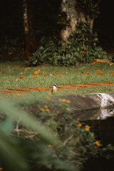 passaro parque natureza