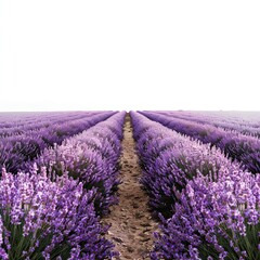 Blooming lavender field creating a path leading to the horizon on a foggy day