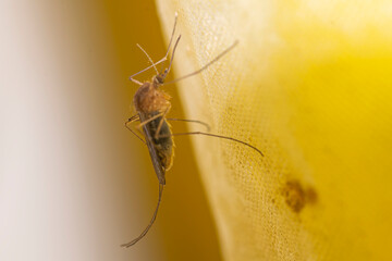 Mosquito on the yellow bath curtain