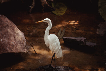 Naklejka premium great heron