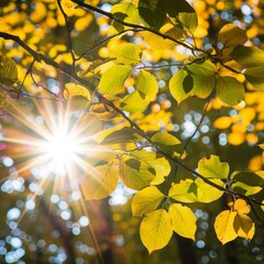 Obraz premium Sun shining through golden autumn leaves on branch
