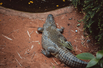 alligator in the water