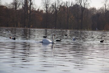 cisne branco lago parque