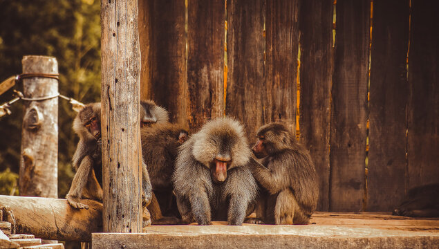 macacos