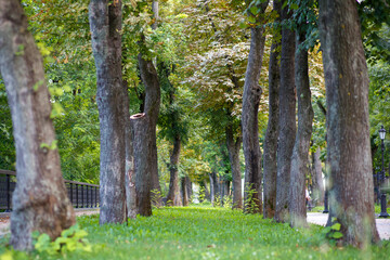 A Serene Pathway Lined with Trees in a Beautiful Park, Perfect for Leisure Walks and Biking