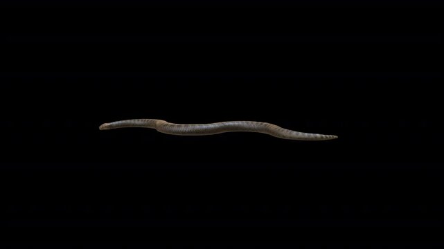 Green Anaconda 3D Video Animation