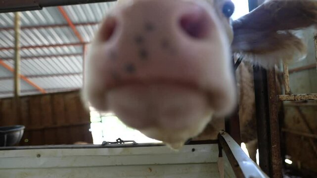 A fascinating closeup view of a curious cow inside a barn setting, surrounded by its environment