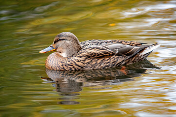 Weibliche Stockente schwimmt auf dem Wasser