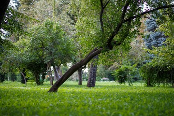 Ukrainian landscape. Leaning tree in the park on a background of green grass. Kyiv, Volodymyr Park.