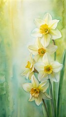 Fototapeta premium Yellow daffodils watercolor background with copy space