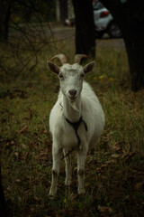 A white goat with curved horns stands between two trees, gazing curiously. The background features a blurred car, and the ground is scattered with dried leaves and grass.